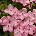 Cornus florida fleur